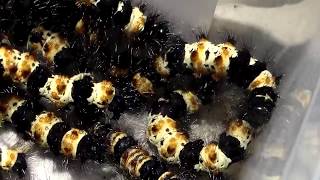 CATERPILLAR SWARM! Giant northern flag moth (Dysschema howardi)