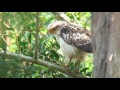 カンムリワシ（2）さえずりと幼鳥 crested serpent eagle wild bird 野鳥 動画図鑑