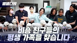 🤍비숑 친구들의 평생 가족을 찾습니다🤍 별별다방｜240607