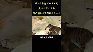 子トラを育てるメス犬。大人になっても、決して母の優しさを忘れなかった。🐶＆🐯