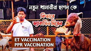 ET and PPR Vaccination Technique || নতুন খামারী কিভাবে পি পি আর এবং ই টি ভ্যাকসিন দিবেন #goat