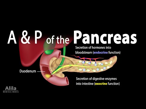 Are digestive enzymes exocrine or endocrine?