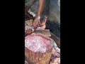 amazing pangasius fish cutting skill shorts