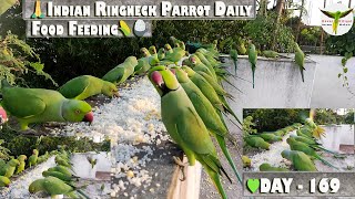 Indian Ringneck Parrot Daily Food Feeding Day 169🦜 | Soaked Rice🍚 & Corn🌽