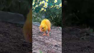 Yellow MURGI Chick got Feeding