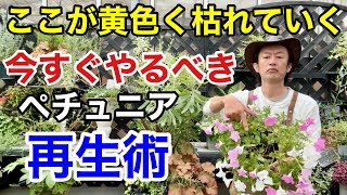 【超回復】ペチュニアを秋まで咲かせる3つの作業　　　　　　【カーメン君】【園芸】【ガーデニング】【初心者】