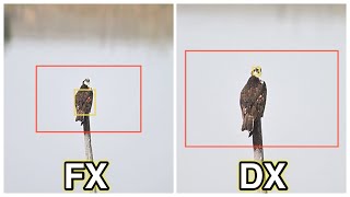 【Zの鳥検出】FXモードとDXモードで認識具合を比較 - Nikon Z8 × Nikon Z9 -