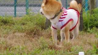 さみしがりの柴犬ジジ