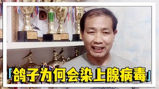 哪些因素会导致鸽子染上腺病毒？农村大叔带你一起来了解一下，尽量避免鸽子感染！【农村达叔】