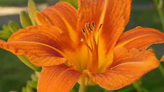 #lily folwer nature beauty whatsapp status 4k video