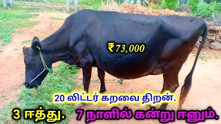 தரமான ஒரிஜினல் HF சினை மாடு விற்பனை || Thirumbi paar