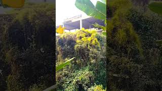 নাম জানা থাকলে কমেন্ট করে জানাবেন প্লিজ #foryou # #nature #tree #shortvideo #shorts #village