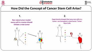 Cancer stem cell