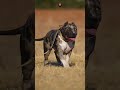 animaltransformations pitbull🐕😈😈 dogbreed dogs puppy shortsfeed shorts edit funny fun