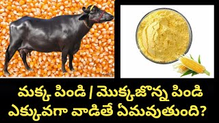 మక్క పిండి /మొక్కజొన్న పిండి ఎక్కువగా వాడితే ఏమవుతుంది? Is Maize or Makka Powder  good for Dairy