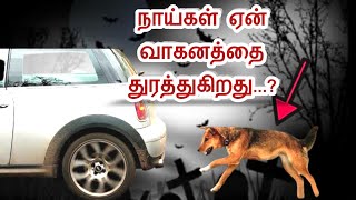 நாய்கள் வாகனத்தை துரத்தும் உண்மையான காரணம் தெரியுமா...?