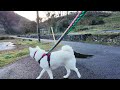 【今日のシロちゃん】我が家の秋田犬シロ 悠真 akita 🐕２０２４年１２月８日夕方散歩