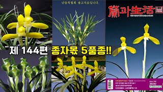 제144편 종자몫 5품종[금관판매됨] [운월소.황금소,일월화,정영][난초,좋은난,건강한난,화소정,힐링,취미,한국춘란,춘란판매,난초배양,난초물주기,난병해,무료,나눔,신지식인