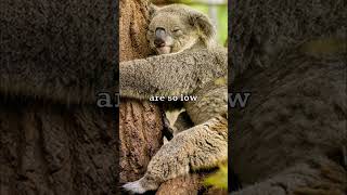 Do Koalas Get High? 🐨