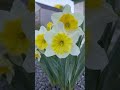 Sunbursting Daffodils