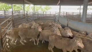 Joe  - Lot 46 - Jerilderie Working Dog Auction 2023 - sold $4000 - Trained by Levi Jenke