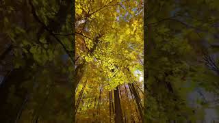 🍁 walking in beautiful maple forest #canada #mapleleaves #leaves #travelcanada #autumn #forest