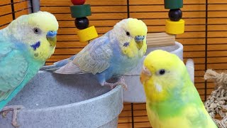 7 hours of happy budgie sounds for relaxation