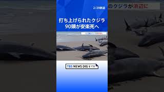 157頭のクジラ打ち上げられる　オーストラリアの浜辺　救助困難で安楽死へ｜TBS NEWS DIG #shorts