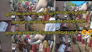 ഇന്നലെ മരണപ്പെട്ട പാപ്പാന്‍ ഓമനച്ചേട്ടനെ അവസാനമായി കാണാന്‍തന്റെആനബ്രഹ്‌മദത്തന്‍വീട്ടിലെത്തിയപ്പോള്‍😢