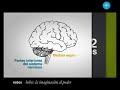 Desarrollo del cerebro