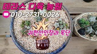 👩‍🌾 귀한 선인장과 목단 🌵ㅣ 테라스 다육 농원/010-2731-0026