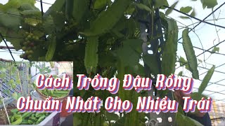 Cách Trồng Đậu Rồng Chuẩn Nhất Cho Nhiều Trái Nhất#44Hoa_NongDanSanThuong