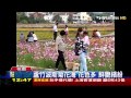 蘆竹波斯菊花海　花色多、鮮艷繽紛