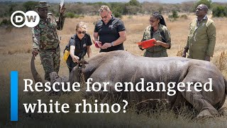 Researchers achieve milestone in efforts to save rare rhino species | DW News