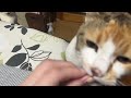 田舎の小さなお寺の猫と住職のほっこり動画