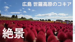 【広島vlog】広島にコキアを見に行ったら絶景だった｜世羅高原｜花夢の里