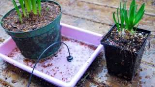 Stereo Condenser Hydrophone in a Plastic Pan in the Rain