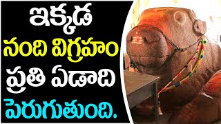 Nandi idol grows every year | నంది విగ్రహం ప్రతి ఏడాది పెరుగుతుంది | Ravikiranalu TV