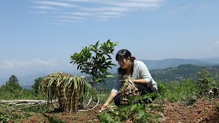 Garlic Moss 把蒜苔和大蒜挖回家，做成泡蒜苔和糖蒜！和擀麵一起吃，絕配！【余小鄉】