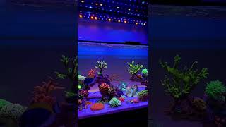 Osix OR3 Setting New Standards for Reef LED Bars and Coral Color Perfection #reefaquarium