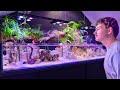 From Bedroom to Tropical Oasis: Building a Saltwater Paludarium