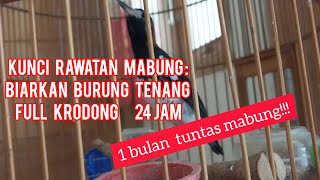 Rawatan mabung kalau benar, bisa cepat selesai mabungnya! Biarkan burung ber