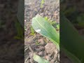 drop of dew on plant nature foryou beautiful shortvideo shorts