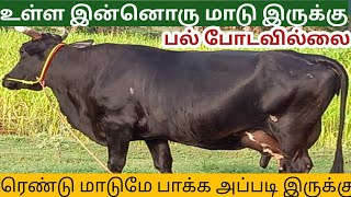 நெருப்பு மாதிரி உள்ள கருப்பு சினை மாடு இரண்டு விற்பனைக்கு உள்ளது