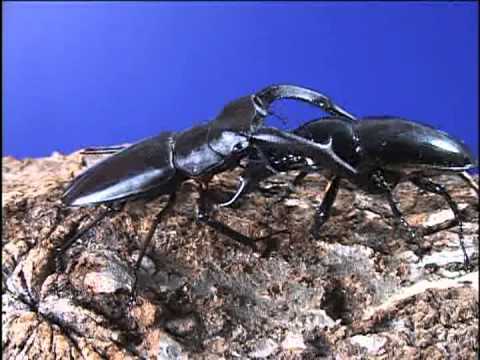 Ufc Beetle Fight Youtube