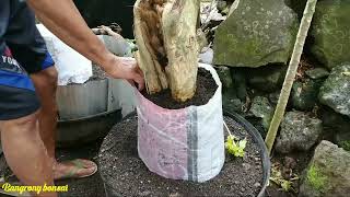 Setek batang serut tanpa akar ukuran jumbo@bangrony bonsai