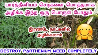 பார்த்தீனியம் செடிகளை அழிப்பது எப்படி? How to destroy parthenium plant completely இயற்கை களைக்கொல்லி