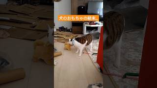 犬のおもちゃをあげた結果…#shorts #cat #cat #猫のいる暮らし #猫好きさんと繋がりたい #cute