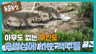 무인도 ‘솟벌섬’에서 살고 있는 백구 두 마리 I TV동물농장 (Animal Farm) | SBS Story