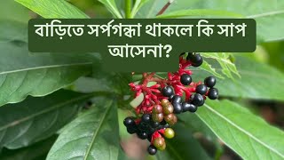 বাড়িতে সর্পগন্ধা গাছ থাকলে কি সাপ আসেনা? সর্পগন্ধার সাথে সাপের কি সম্পর্ক?